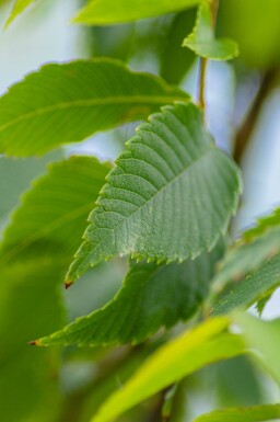 Japanische Zelkove Zelkova serrata Zelkova serrata