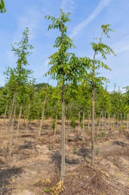 Japanische Zelkova Zelkova serrata 'Flekova' Zelkova serrata 'Flekova'