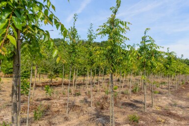 Japanische Zelkova Zelkova serrata 'Flekova' Zelkova serrata 'Flekova'