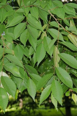 Japanische Zelkova Zelkova serrata 'Flekova' Stammbusch Zelkova serrata 'Flekova' Stammbusch