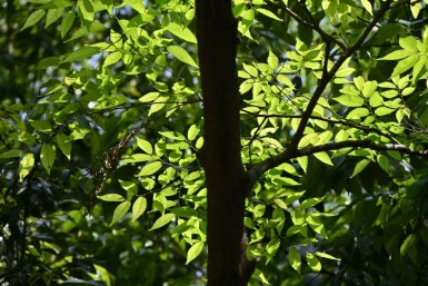 Japanische Zelkova Zelkova serrata 'Flekova' Stammbusch Zelkova serrata 'Flekova' Stammbusch