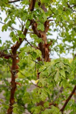 Acer griseum Stammbusch