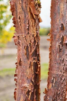 Acer griseum Stammbusch 200-250