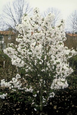 Kurilen-Kirsche Prunus nipponica 'Brillant' Strauch 100-125 Topf 12 ltr. (C12) Prunus nipponica 'Brillant' Strauch 100-125 cm