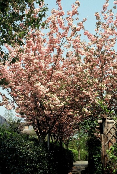 Japanische NelkenKirsche Prunus serrulata 'Kanzan' Strauch 100125
