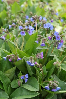 Schmalblättriges Garten-Lungenkraut Pulmonaria angustifolia 'Blue Ensign' 5-10 Topf 9x9 cm (P9)