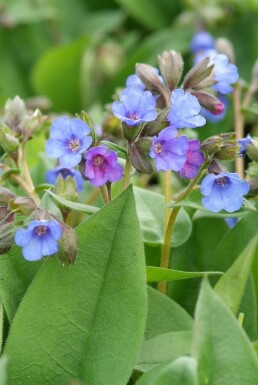 Schmalblättriges Garten-Lungenkraut Pulmonaria angustifolia 'Blue Ensign' 5-10 Topf 9x9 cm (P9)