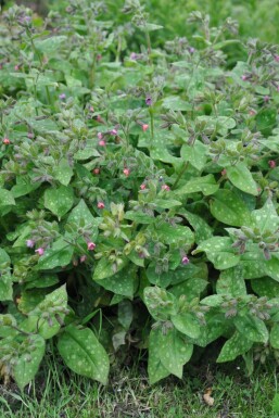 Geflecktes Lungenkraut Pulmonaria saccharata 'Mrs. Moon' 5-10 Topf 9x9 cm (P9) Pulmonaria saccharata 'Mrs. Moon'
