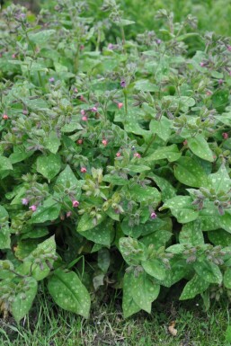 Geflecktes Lungenkraut Pulmonaria saccharata 'Mrs. Moon' 5-10 Topf 9x9 cm (P9)