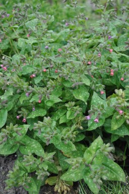 Geflecktes Lungenkraut Pulmonaria saccharata 'Mrs. Moon' 5-10 Topf 9x9 cm (P9) Pulmonaria saccharata 'Mrs. Moon'