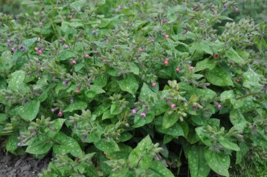 Geflecktes Lungenkraut Pulmonaria saccharata 'Mrs. Moon' 5-10 Topf 9x9 cm (P9) Pulmonaria saccharata 'Mrs. Moon'