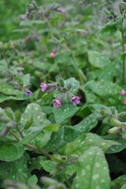 Geflecktes Lungenkraut Pulmonaria saccharata 'Mrs. Moon' 5-10 Topf 9x9 cm (P9) Pulmonaria saccharata 'Mrs. Moon'