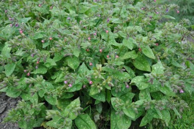 Geflecktes Lungenkraut Pulmonaria saccharata 'Mrs. Moon' 5-10 Topf 9x9 cm (P9) Pulmonaria saccharata 'Mrs. Moon'