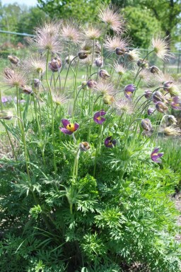 Kuhschelle Pulsatilla vulgaris 5-10 Topf 9x9 cm (P9) Pulsatilla vulgaris