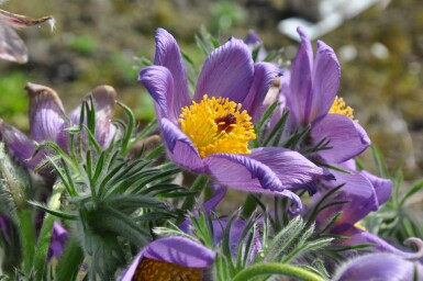 Kuhschelle Pulsatilla vulgaris 5-10 Topf 9x9 cm (P9) Pulsatilla vulgaris