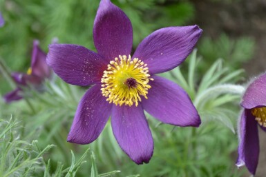 Kuhschelle Pulsatilla vulgaris 5-10 Topf 9x9 cm (P9) Pulsatilla vulgaris