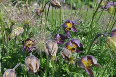 Kuhschelle Pulsatilla vulgaris 5-10 Topf 9x9 cm (P9) Pulsatilla vulgaris