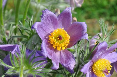 Kuhschelle Pulsatilla vulgaris 5-10 Topf 9x9 cm (P9) Pulsatilla vulgaris