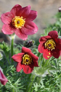 Kuhschelle Pulsatilla vulgaris 'Rubra' 5-10 Topf 9x9 cm (P9) Pulsatilla vulgaris 'Rubra'