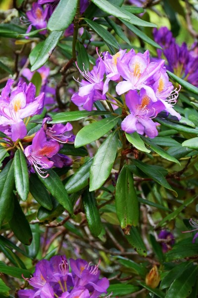 Zwergrhododendron Rhododendron 'Blue Silver' Strauch 10-15 Topf 2 ltr. (C2) Rhododendron 'Blue Silver' Strauch 15-20 cm