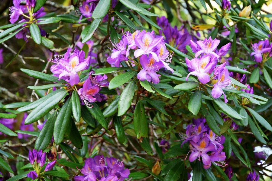Zwergrhododendron Rhododendron 'Blue Silver' Strauch 10-15 Topf 2 ltr. (C2) Rhododendron 'Blue Silver' Strauch 15-20 cm