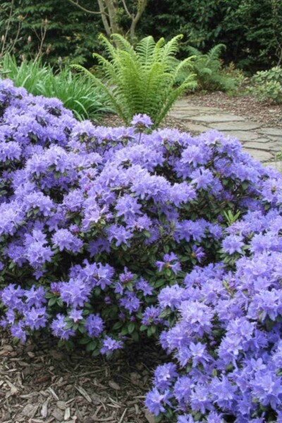 Zwergrhododendron Rhododendron 'Blue Tit' Strauch 15-20 Topf 2 ltr. (C2) Rhododendron 'Blue Tit' Strauch 15-20 cm