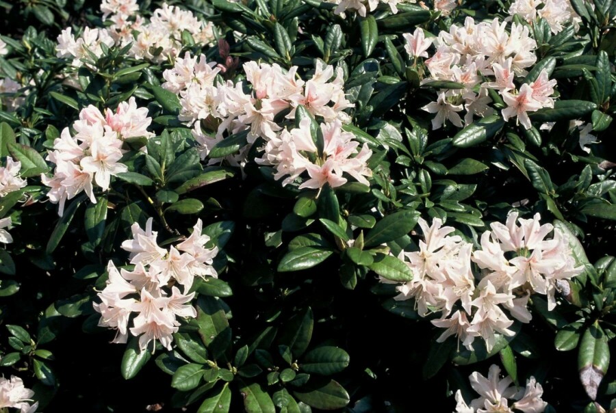Rhododendron Rhododendron 'Cunningham's White' Strauch 40-50 Topf 7,5 ltr. (C7,5) Rhododendron 'Cunningham's White' Strauch 40-50 cm