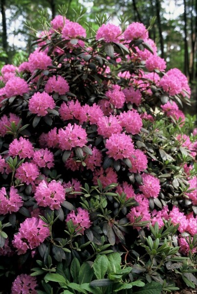 Rhododendron Rhododendron 'Roseum Elegans' Strauch 60-80 Topf 10 ltr. (C10) Rhododendron 'Roseum Elegans' Strauch 60-80 cm
