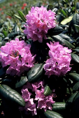 Rhododendron Rhododendron 'Roseum Elegans' Strauch 60-80 Topf 10 ltr. (C10) Rhododendron 'Roseum Elegans' Strauch 60-80 cm