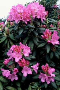 Rhododendron Rhododendron 'Roseum Elegans' Strauch 60-80 Topf 10 ltr. (C10) Rhododendron 'Roseum Elegans' Strauch 60-80 cm