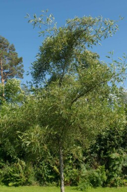 Schwarz-Erle Alnus glutinosa 'Imperialis' Hochstamm Alnus glutinosa 'Imperialis' Hochstamm