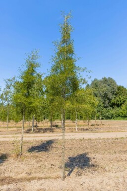 Schwarz-Erle Alnus glutinosa 'Imperialis' Hochstamm Alnus glutinosa 'Imperialis' Hochstamm
