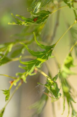 Alnus glutinosa 'Imperialis' Hochstamm 10/12