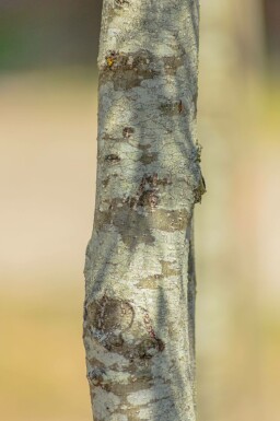 Alnus glutinosa 'Imperialis' Hochstamm 10/12