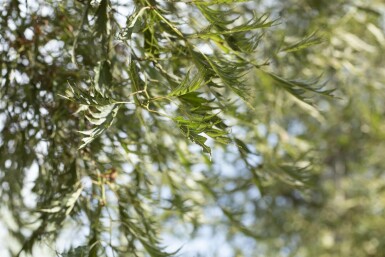 Alnus glutinosa 'Imperialis' Hochstamm 10/12