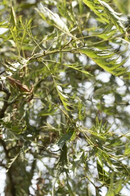 Alnus glutinosa 'Imperialis' Hochstamm 10/12