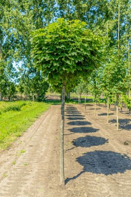 Acer platanoides 'Globosum' Halbstamm
