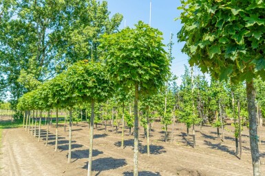 Acer platanoides 'Globosum' Halbstamm