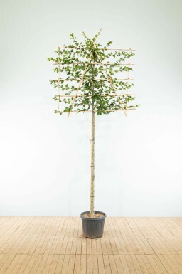 Rot-Buche Fagus sylvatica Spalierbaum Fagus sylvatica Spalierbaum