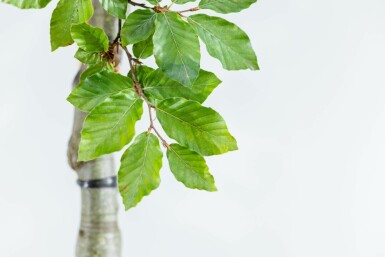 Fagus sylvatica Spalierbaum 16/18 150cm Stamm 150b x 120h