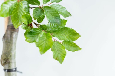 Fagus sylvatica Spalierbaum 16/18 150cm Stamm 150b x 120h