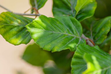 Fagus sylvatica Spalierbaum 16/18 150cm Stamm 150b x 120h