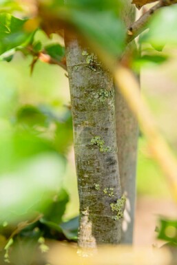 Fagus sylvatica Spalierbaum 16/18 150cm Stamm 150b x 120h