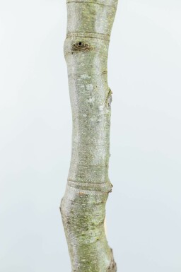 Fagus sylvatica Spalierbaum 16/18 150cm Stamm 150b x 120h