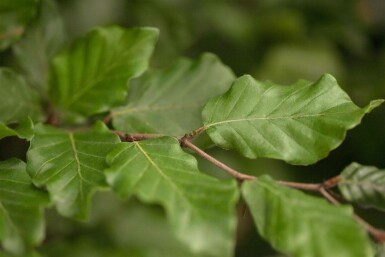 Fagus sylvatica Spalierbaum 16/18 150cm Stamm 150b x 120h