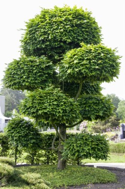 Fagus sylvatica Spalierbaum 16/18 150cm Stamm 150b x 120h