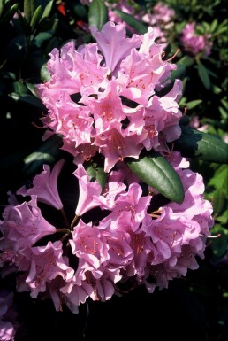 Rhododendron Rhododendron 'Roseum Elegans' Strauch 60-80 Topf 12 ltr. (C12) Rhododendron 'Roseum Elegans' Strauch 60-80 cm
