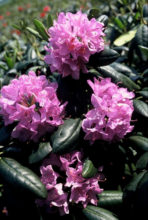 Rhododendron Rhododendron 'Roseum Elegans' Strauch 60-80 Topf 12 ltr. (C12) Rhododendron 'Roseum Elegans' Strauch 60-80 cm