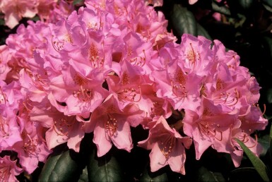 Rhododendron Rhododendron 'Roseum Elegans' Strauch 60-80 Topf 12 ltr. (C12) Rhododendron 'Roseum Elegans' Strauch 60-80 cm