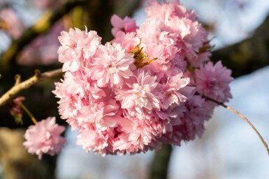 Japanische Blüten-Kirsche Prunus serrulata 'Kanzan' Hochstamm Stammumfang 6-8 Stammhöhe 180 T Prunus serrulata 'Kanzan' Hochstamm 6/8 180cm Stamm